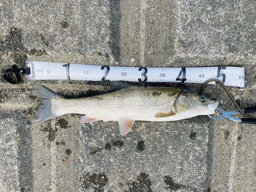 ニゴイの釣果