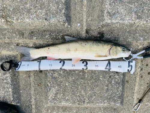 ニゴイの釣果