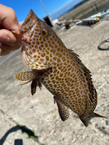 オオモンハタの釣果