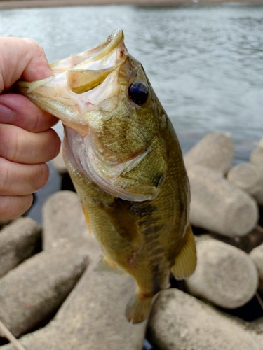 ラージマウスバスの釣果