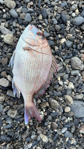 マダイの釣果