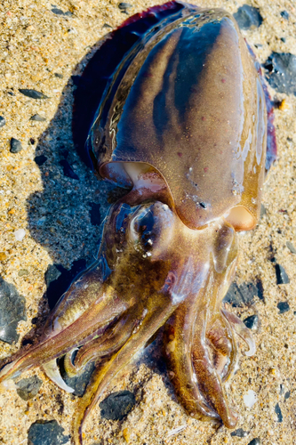 コウイカの釣果