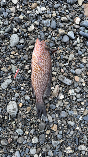 オオモンハタの釣果