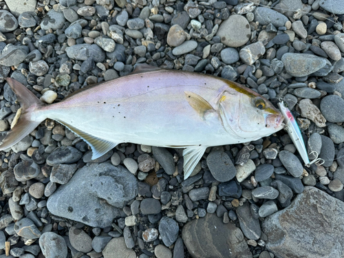 ショゴの釣果