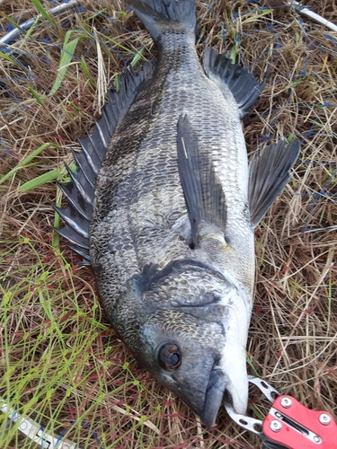 クロダイの釣果