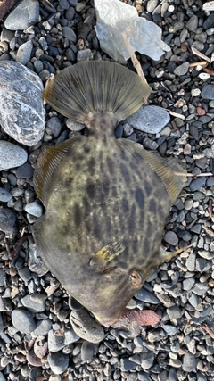 カワハギの釣果