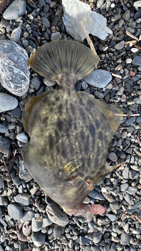 カワハギの釣果