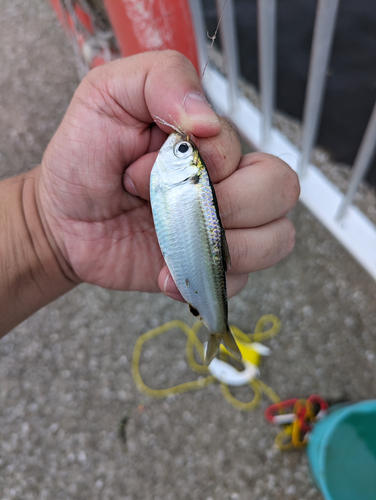 サッパの釣果