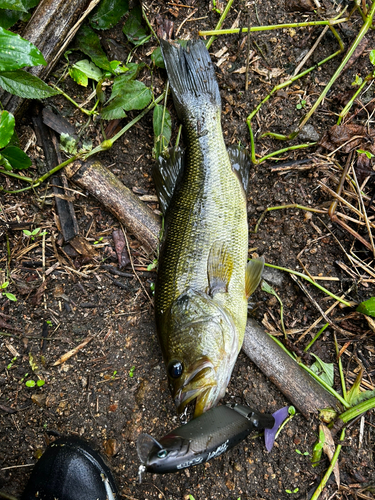 ブラックバスの釣果