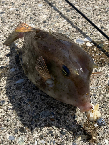 ウミスズメの釣果