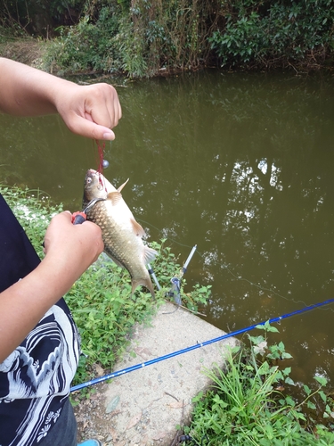 フナの釣果