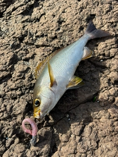 イサキの釣果