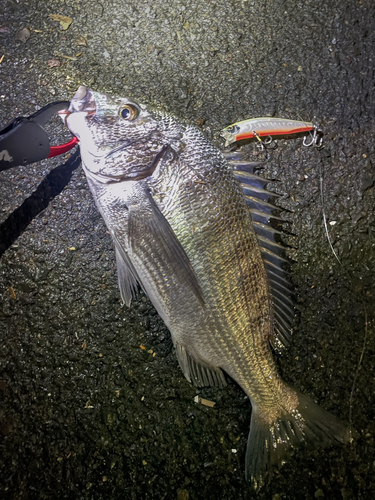 チヌの釣果