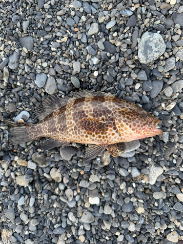 オオモンハタの釣果