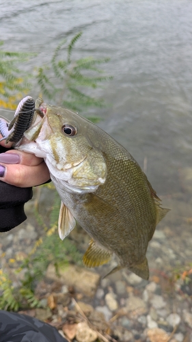 スモールマウスバスの釣果