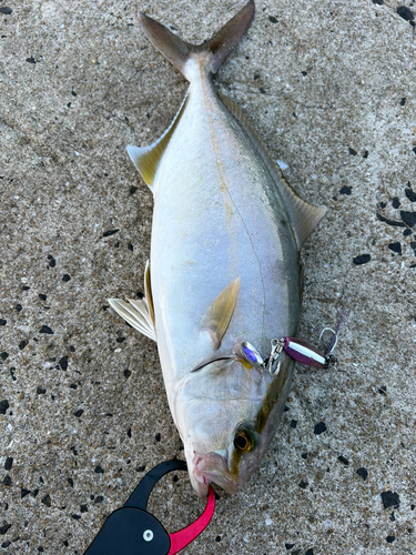 ネリゴの釣果