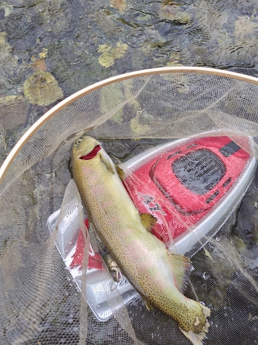 アユの釣果