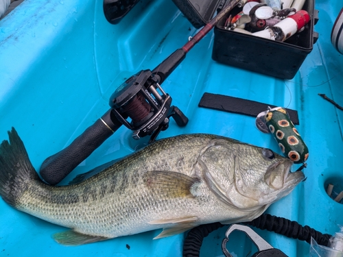 ブラックバスの釣果