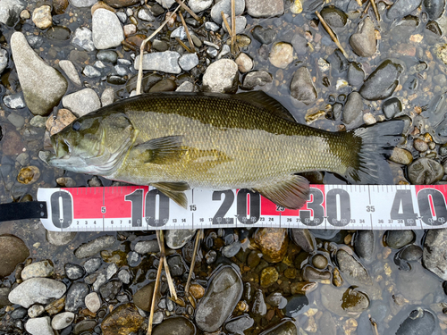 スモールマウスバスの釣果