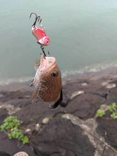 オオモンハタの釣果