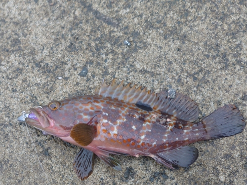 秋田県南部