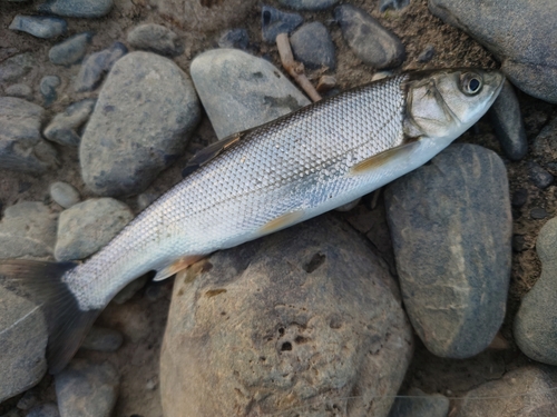 ウグイの釣果