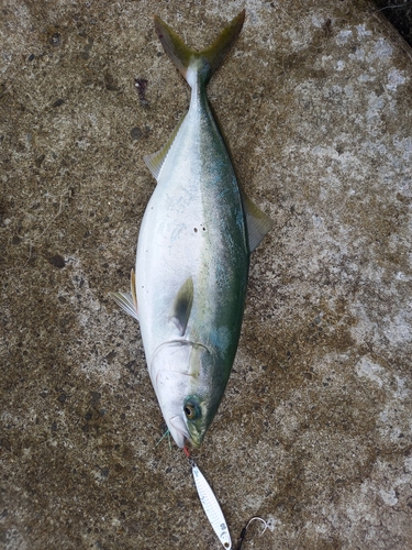 ハマチの釣果