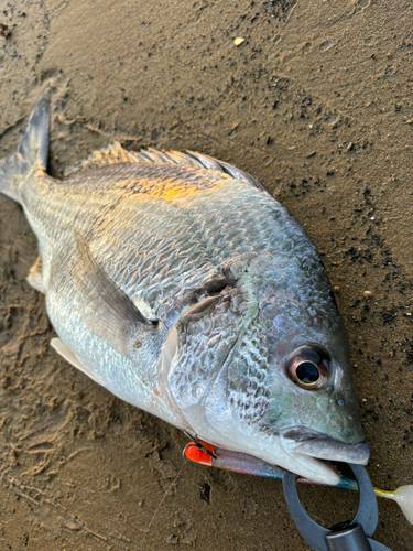 キビレの釣果