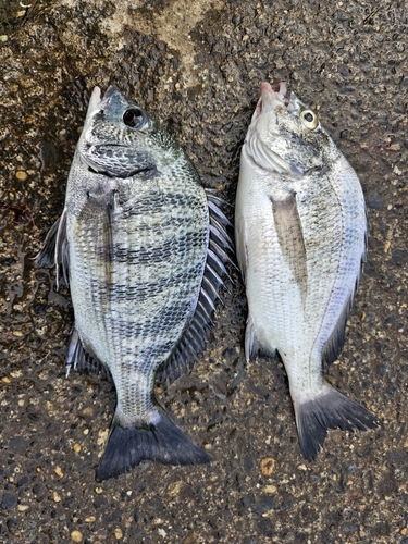 クロダイの釣果