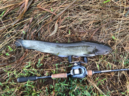 ナマズの釣果