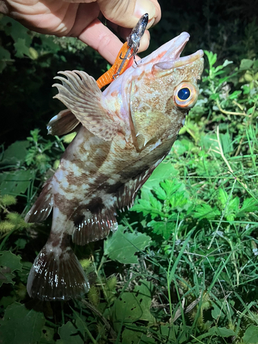 カサゴの釣果