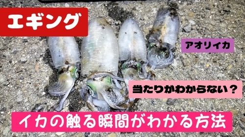 アオリイカの釣果