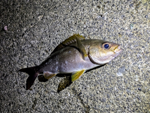 伊豆大島