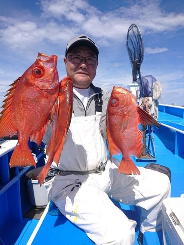 マダイの釣果