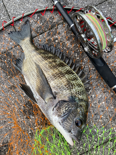 チヌの釣果