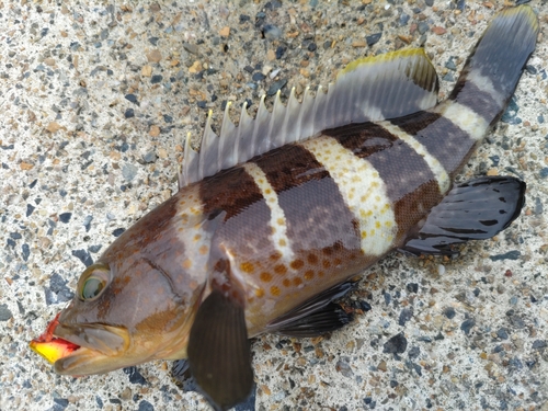 アオハタの釣果