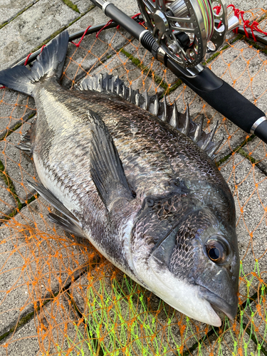 チヌの釣果