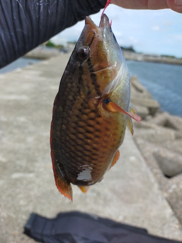 アカササノハベラの釣果