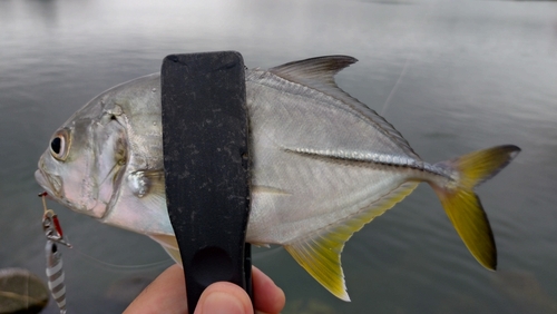 メッキの釣果