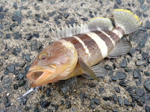 アオハタの釣果