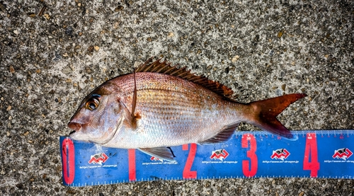 マダイの釣果