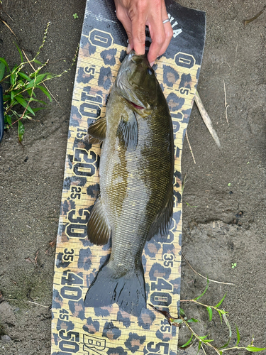 スモールマウスバスの釣果