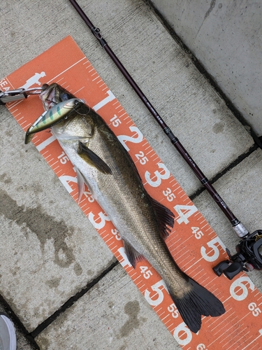 シーバスの釣果