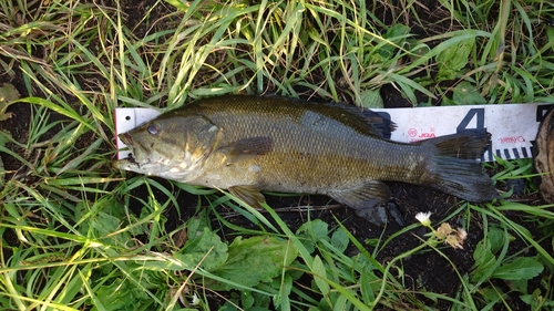 スモールマウスバスの釣果