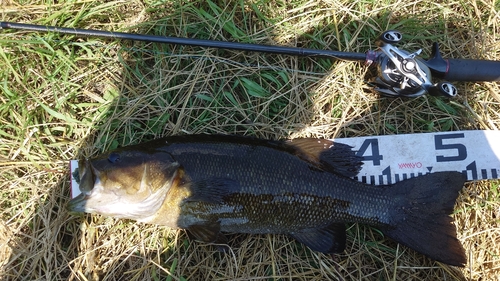 スモールマウスバスの釣果