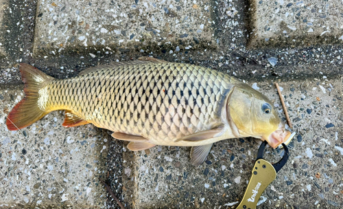 コイの釣果