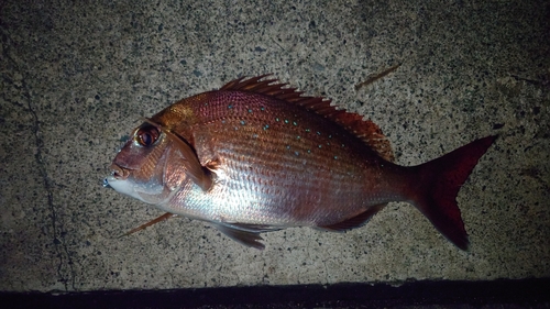 マダイの釣果