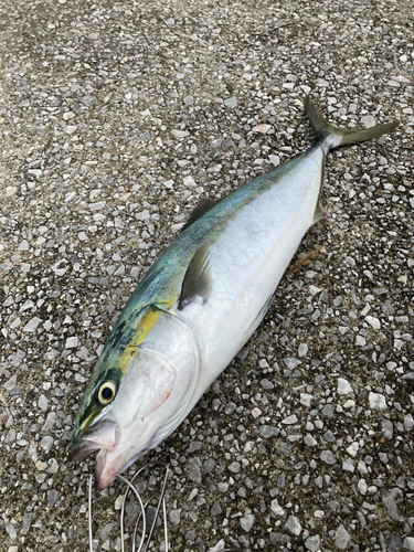 メジロの釣果