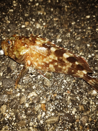 カサゴの釣果