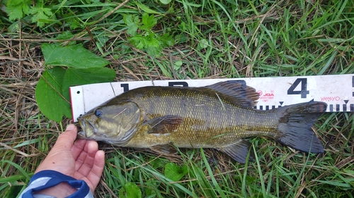 スモールマウスバスの釣果